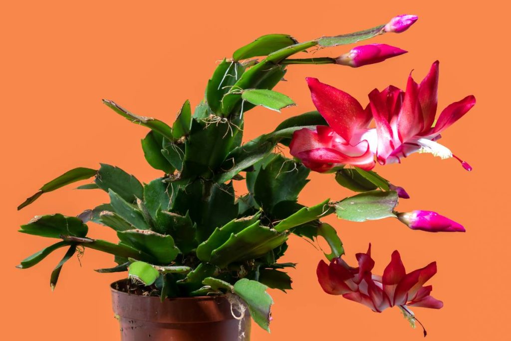 Pink blossoming Christmas cactus Close-up. Crab holiday cactus flower isolated on a pink background