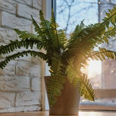 Home plant in pot, nephrolepis fern, on windowsill against background of street, blurry lights and sunset.