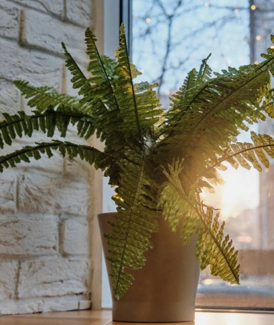 Home plant in pot, nephrolepis fern, on windowsill against background of street, blurry lights and sunset.