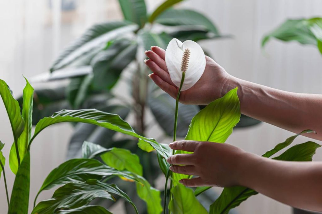Woman care of houseplants, holding a spathiphyllum flower in hands at home