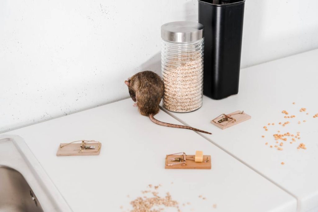 selective focus of small rat near glass jar with barley and mousetraps