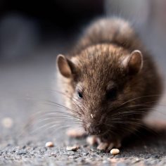 wide angle shot of rat eating something on the str