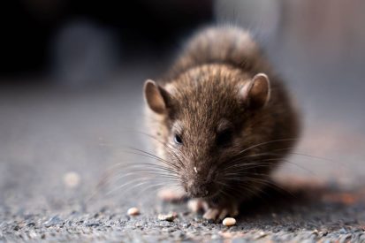 wide angle shot of rat eating something on the str