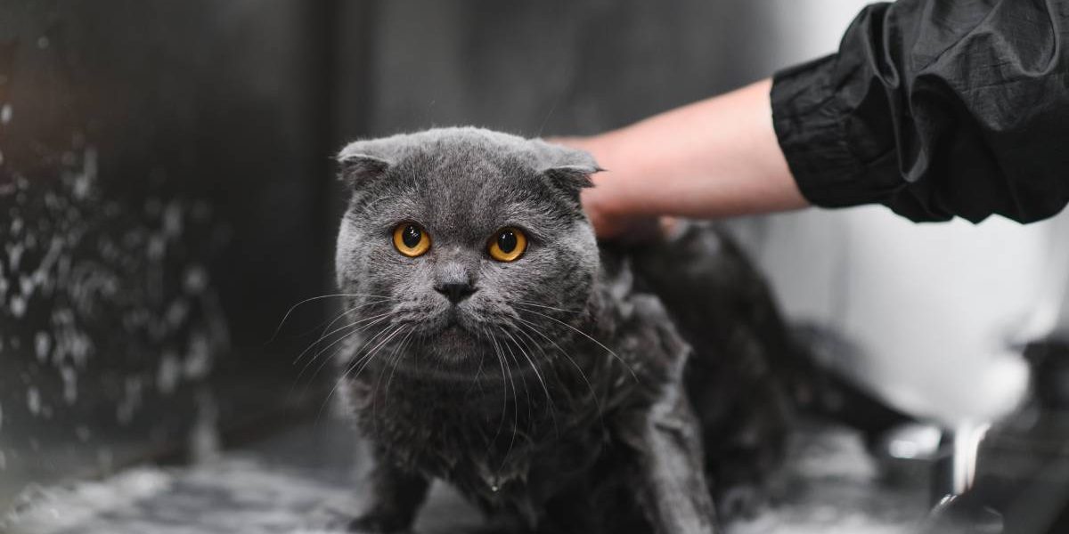 woman-washing-cat-in-grooming-salon-cat-bathing-2024-12-19-03-25-47-utc (1)