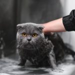 woman-washing-cat-in-grooming-salon-cat-bathing-2024-12-19-03-25-47-utc (1)