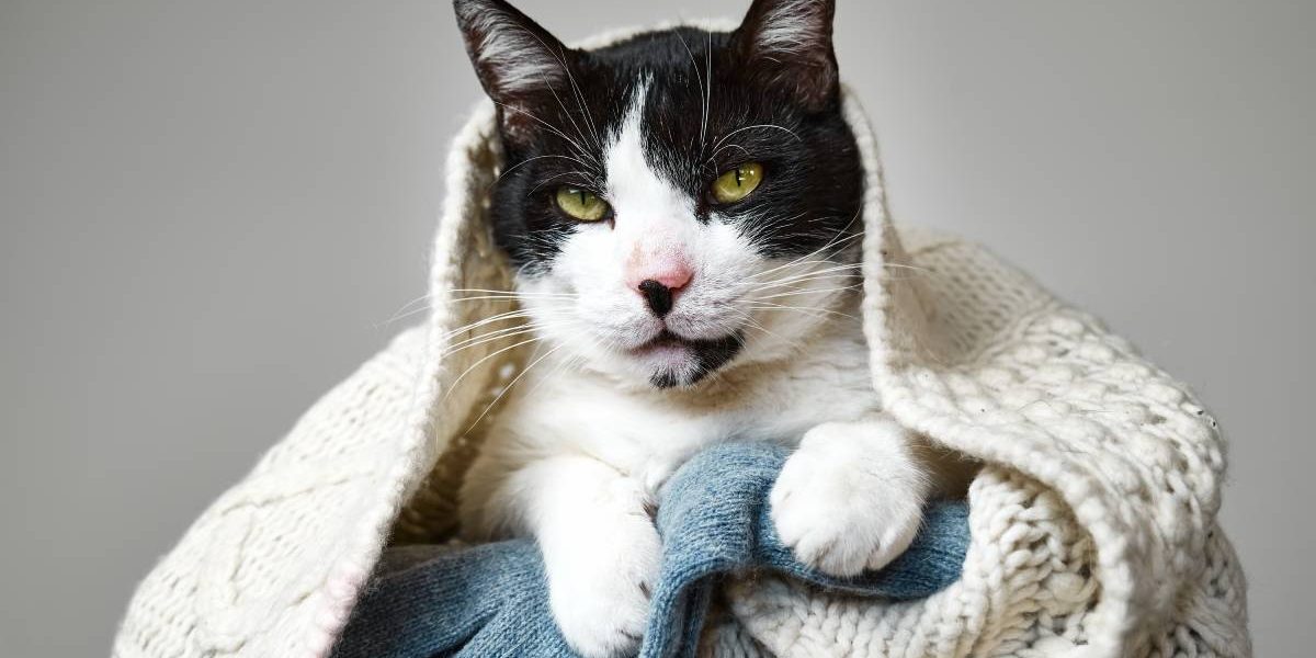 Funny black and white cat looking intently at the camera under cozy woolen knitted plaid . Portrait of pet in the winter.