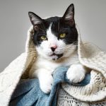 Funny black and white cat looking intently at the camera under cozy woolen knitted plaid . Portrait of pet in the winter.