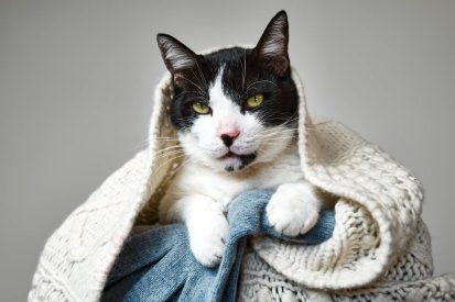 Funny black and white cat looking intently at the camera under cozy woolen knitted plaid . Portrait of pet in the winter.