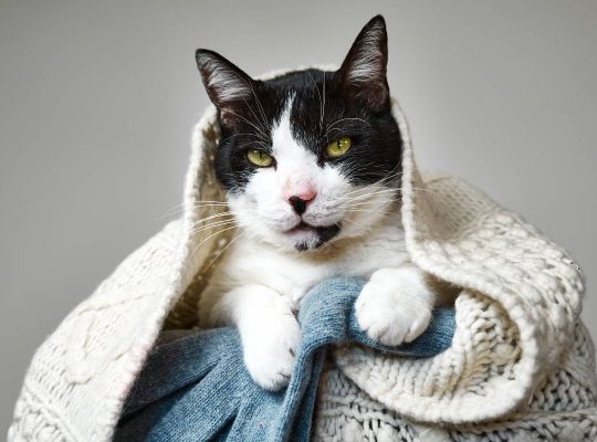 Funny black and white cat looking intently at the camera under cozy woolen knitted plaid . Portrait of pet in the winter.