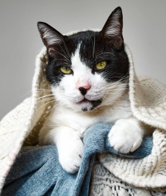 Funny black and white cat looking intently at the camera under cozy woolen knitted plaid . Portrait of pet in the winter.