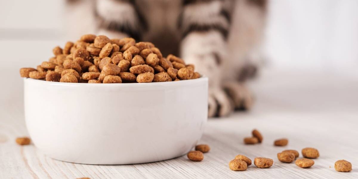 Dry pet food is in a white porcelain bowl and scattered across the floor with a cat sitting in the background.