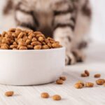 Dry pet food is in a white porcelain bowl and scattered across the floor with a cat sitting in the background.