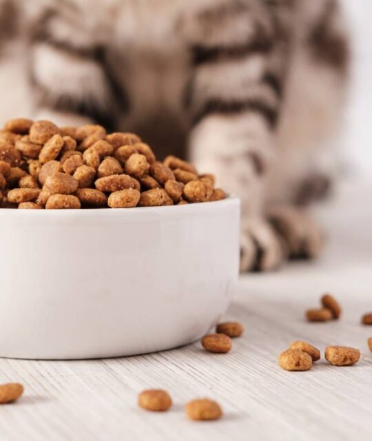 Dry pet food is in a white porcelain bowl and scattered across the floor with a cat sitting in the background.