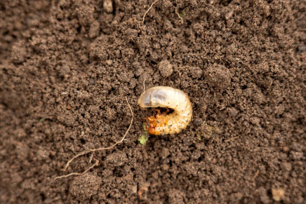 Close-up of grub larva on soil surface in natural habitat.