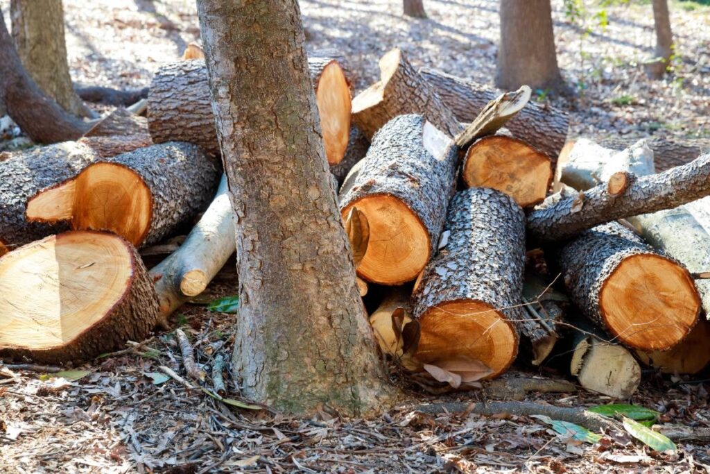 Many pieces of logs cut up into smaller bits to prepare for winter.